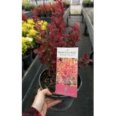 Барбарис Тунберга «Оранж Рокет» (Orange Rocket)  С3